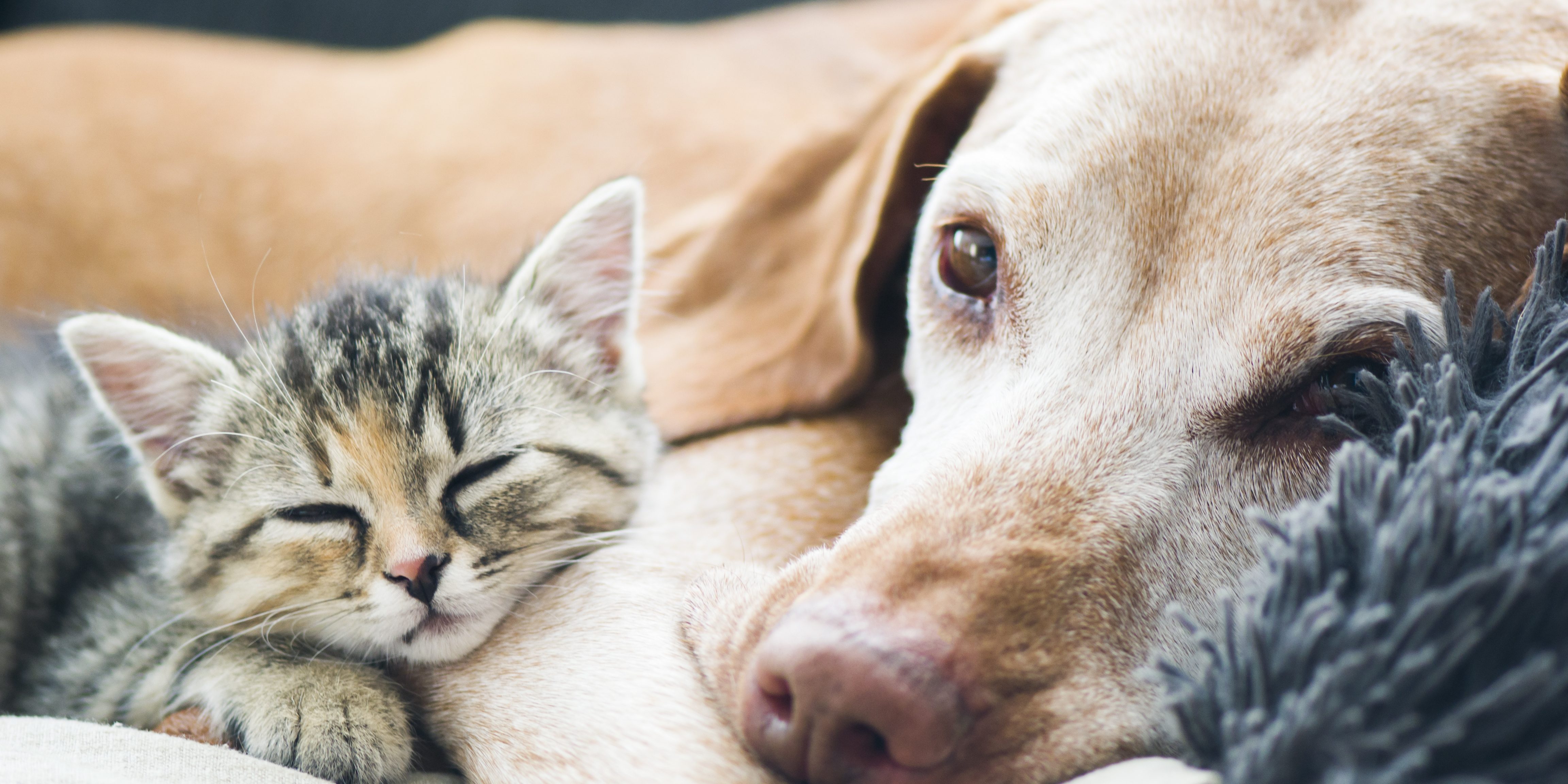 AdobeStock_136579225-4608x2304